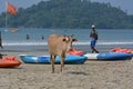 Indian cows Royalty Free Stock Photo