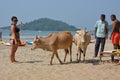 Indian cows Royalty Free Stock Photo