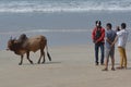 Indian cows Royalty Free Stock Photo