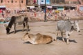 Indian cows rest on the street of the old town