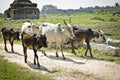 Indian Cows on the road Royalty Free Stock Photo