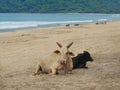 Indian cows on the shore of the ocean