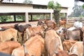 Indian Cows in stable; Gaushala house in Punyodaya dham Royalty Free Stock Photo