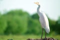 Great White Egret Fluffing Feathers at Port India Royalty Free Stock Photo