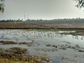 Indian cranes in Alapuzha & x28;Alappy& x29;