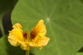 Indian cress, Garden nasturtium, tropaeolum majus yellow flower Royalty Free Stock Photo