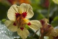 Indian cress Royalty Free Stock Photo