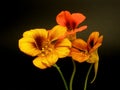 Indian cress (nasturtium)