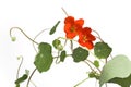 Indian Cress With Orange Flowers