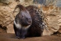 Indian crested porcupime, Hystrix indica, in the nature rock habitat. cute animal in nature, India in Asia. Prickle quill black Royalty Free Stock Photo