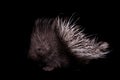 Indian crested Porcupine baby on black backgrond