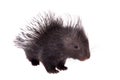 Indian crested Porcupine baby on white