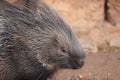 Indian crested porcupine Royalty Free Stock Photo