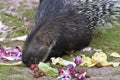 Indian Crested Porcupine eating vegetables Royalty Free Stock Photo
