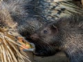 Indian Crested Porcupine Royalty Free Stock Photo