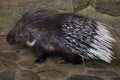 Indian crested porcupine Hystrix indica Royalty Free Stock Photo