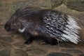 Indian crested porcupine Hystrix indica