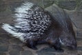 Indian crested porcupine (Hystrix indica) Royalty Free Stock Photo