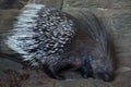 Indian crested porcupine Hystrix indica