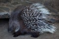 Indian crested porcupine Hystrix indica