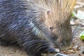 Indian crested porcupine Hystrix indica Royalty Free Stock Photo