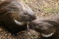 Indian Crested Porcupine Hystrix indica couple caring for each o Royalty Free Stock Photo