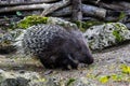 Indian crested Porcupine, Hystrix indica in a german nature park Royalty Free Stock Photo