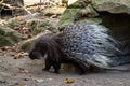 Indian crested Porcupine, Hystrix indica in a german zoo Royalty Free Stock Photo