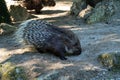 Indian crested Porcupine  Hystrix indica in a german nature park Royalty Free Stock Photo