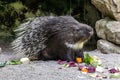 Indian crested Porcupine, Hystrix indica in a german nature park Royalty Free Stock Photo