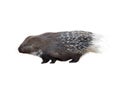 Indian crested porcupine isolated on white background Royalty Free Stock Photo