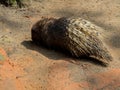 Indian Crested Porcupine Royalty Free Stock Photo