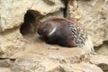 Indian crested porcupine Royalty Free Stock Photo