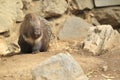 Indian crested porcupine Royalty Free Stock Photo