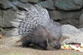 Indian crested porcupine Royalty Free Stock Photo