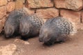 Indian crested porcupine