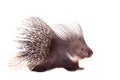 Indian crested Porcupine on white