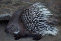 Indian crested porcupine (Hystrix indica) Royalty Free Stock Photo