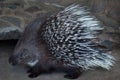 Indian crested porcupine (Hystrix indica)