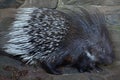 Indian crested porcupine (Hystrix indica)