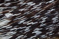 Indian crested porcupine (Hystrix indica). Quills texture.