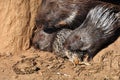 Indian crested porcupines