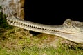 Indian crocodile Gharial Royalty Free Stock Photo