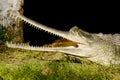 Indian crocodile Gharial Royalty Free Stock Photo