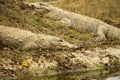 Indian crocodile sleeping on grass on a sunny day