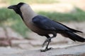 Indian crow also known as black crow