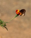 Indian Crow butterfly