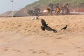 Indian crow and domestic animal life at the ocean shore in India