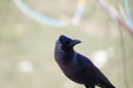 Indian crow corvus bird