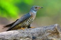 Indian Cuckoo bird